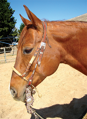 straight-up-bridle2.jpg
